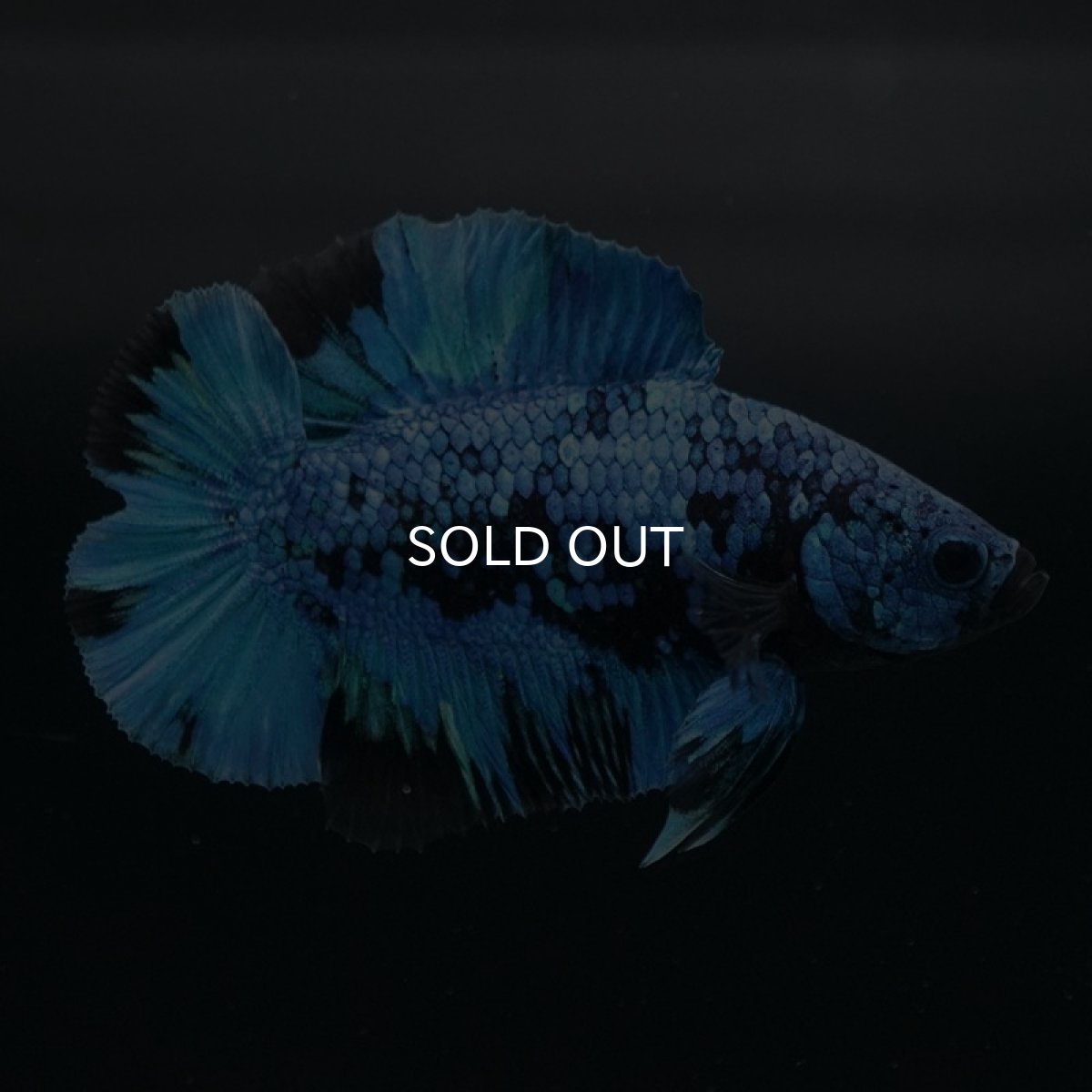 画像2: DTPK ブルーブラック (2)