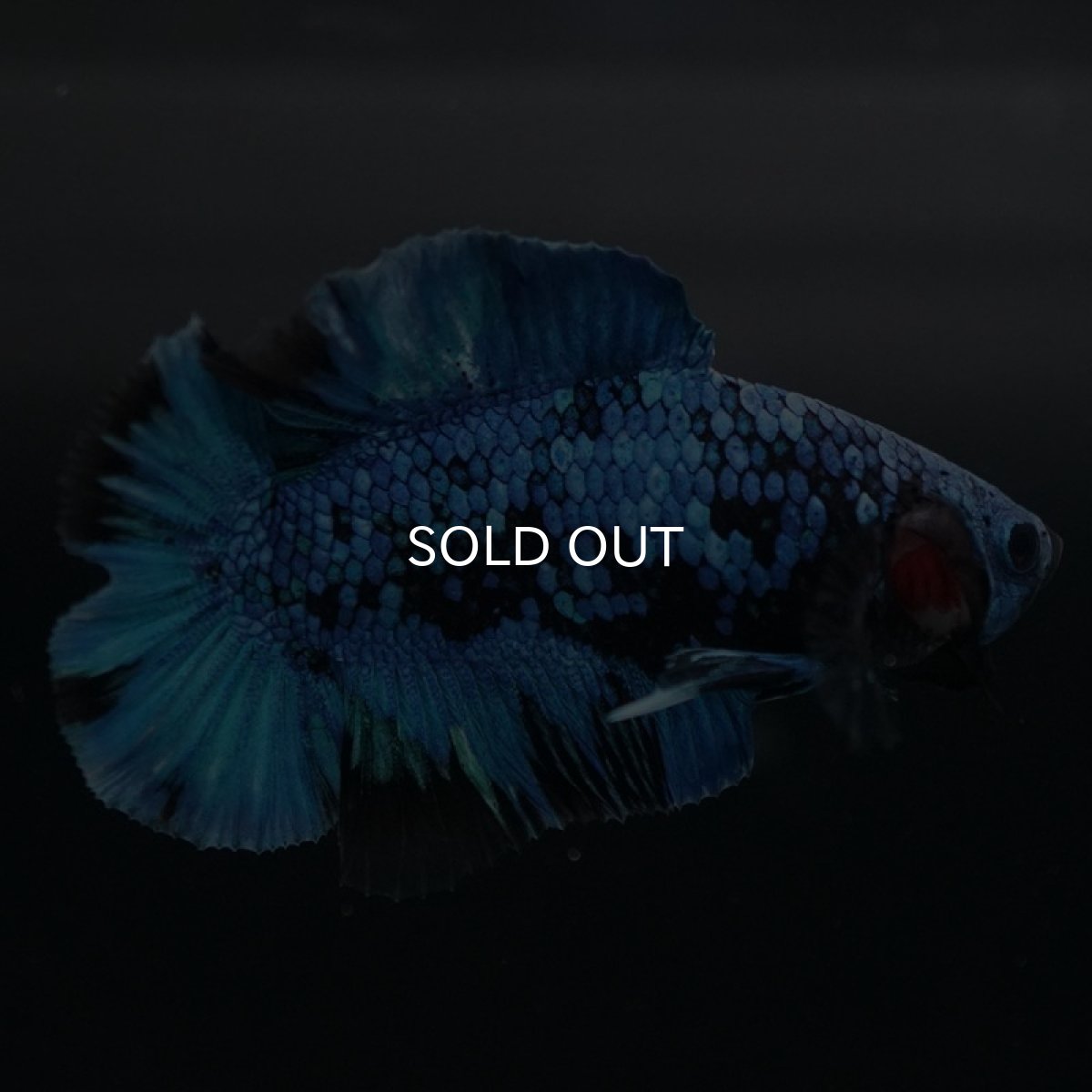 画像4: DTPK ブルーブラック (4)