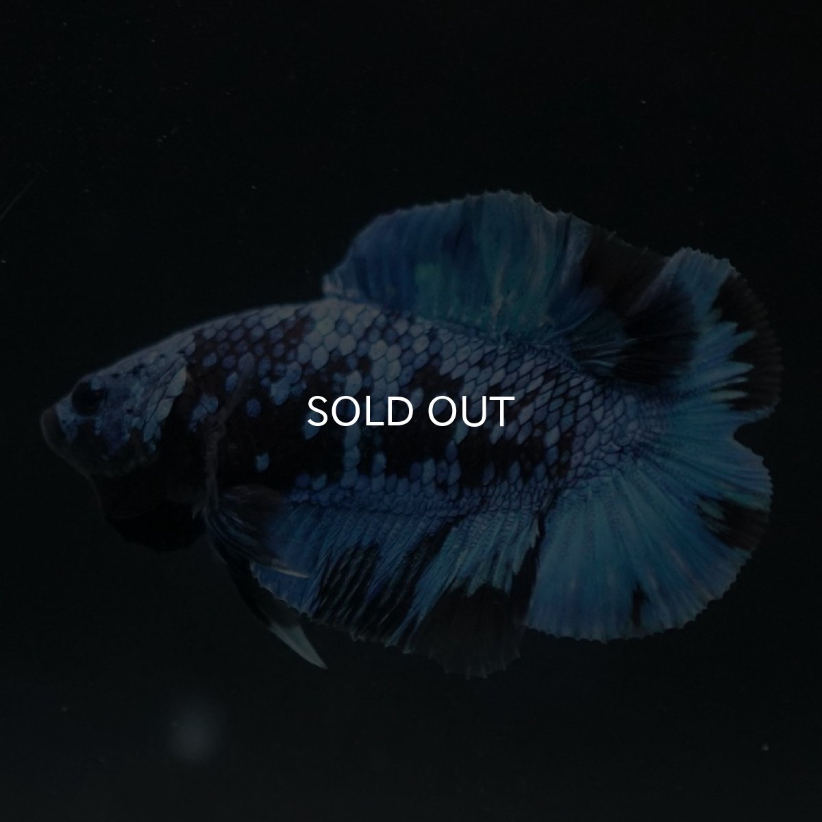 画像3: DTPK ブルーブラック (3)