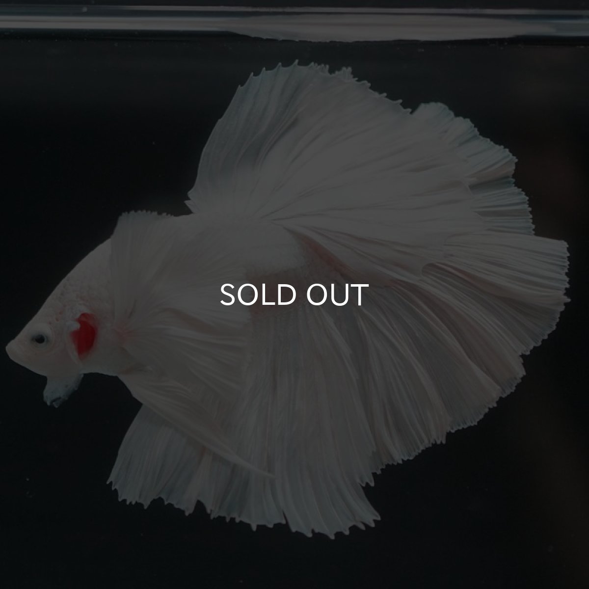 画像8: HMダンボ ホワイト (8)