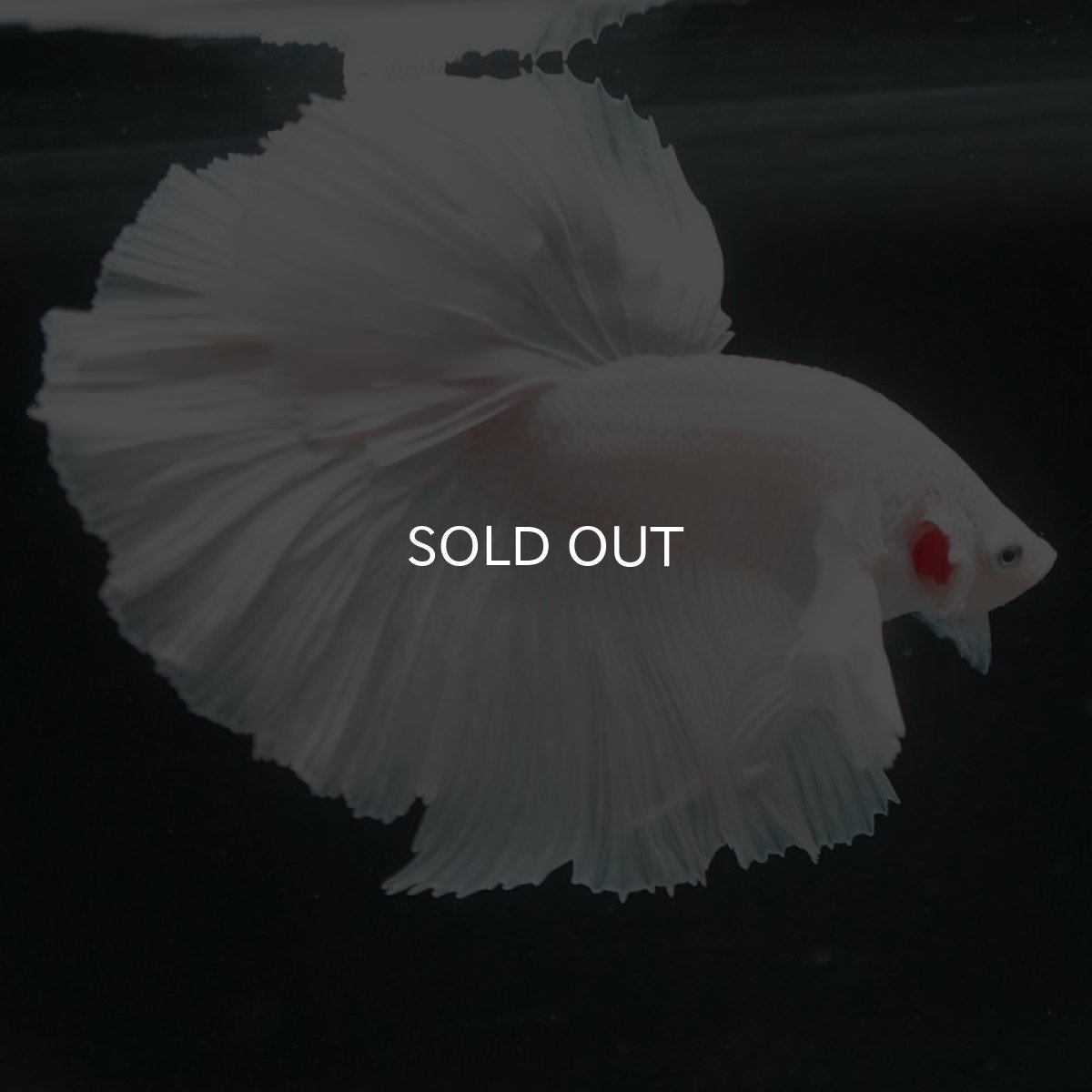 画像7: HMダンボ ホワイト (7)