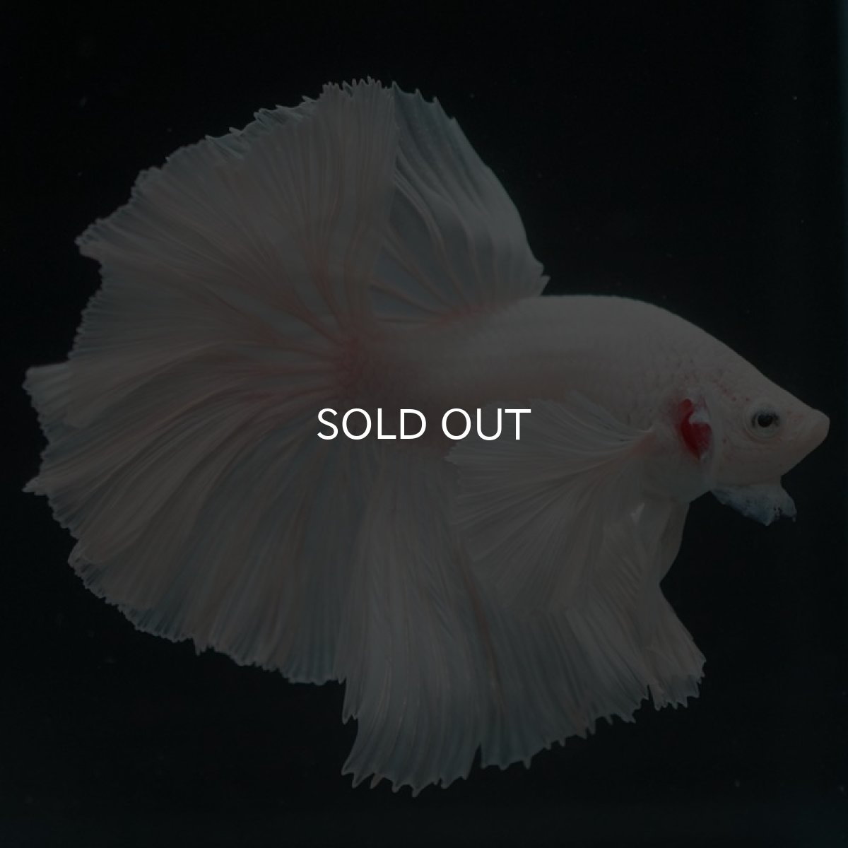 画像5: HMダンボ ホワイト (5)