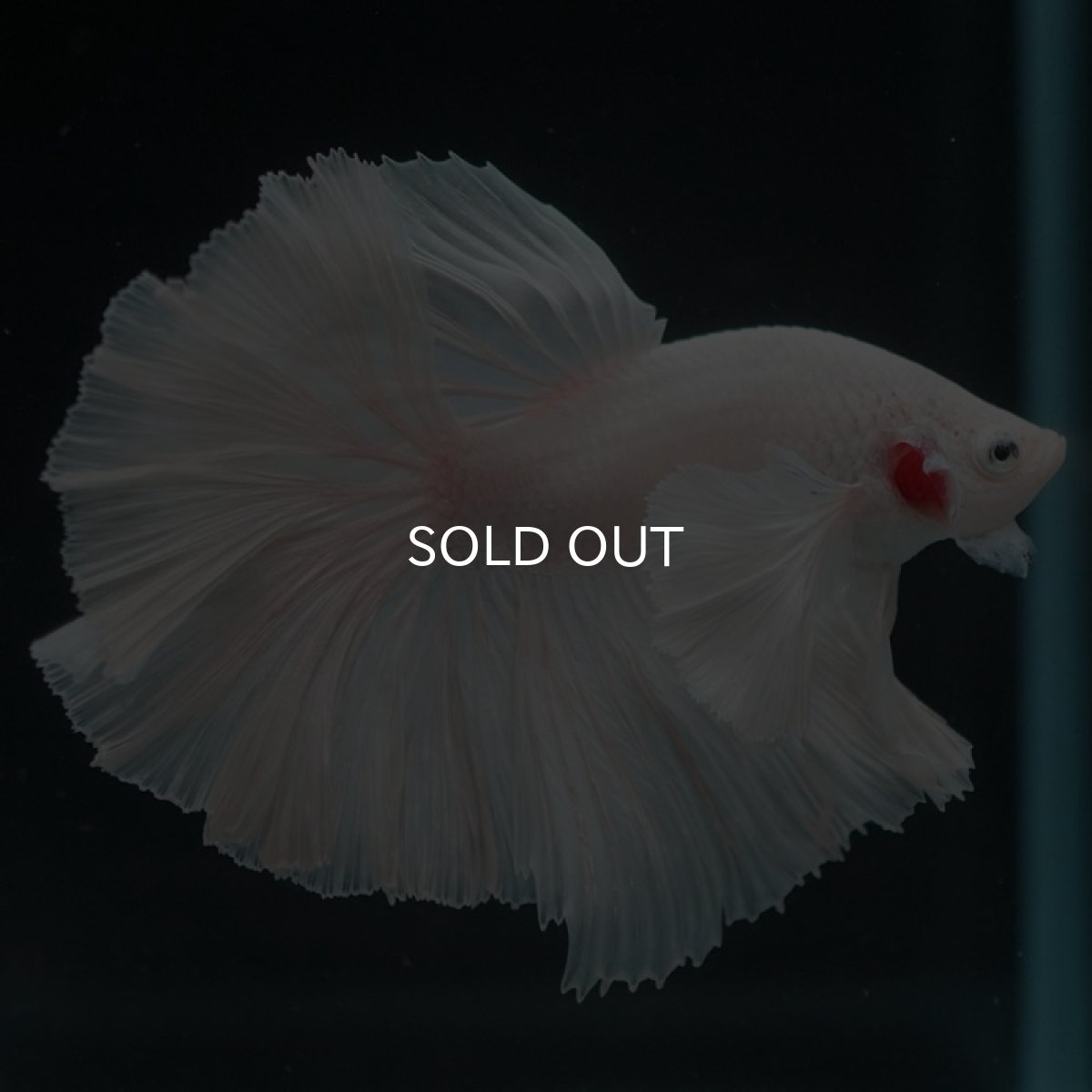 画像3: HMダンボ ホワイト (3)