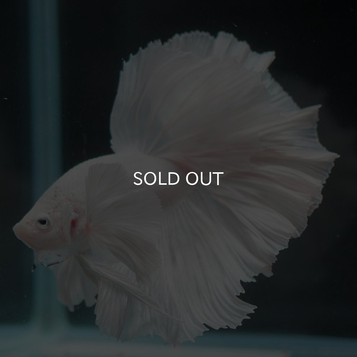 画像6: HMダンボ ホワイト (6)