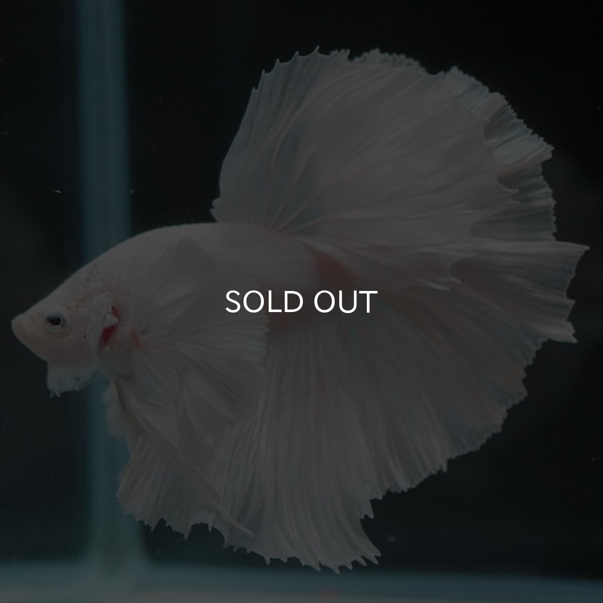 画像4: HMダンボ ホワイト (4)