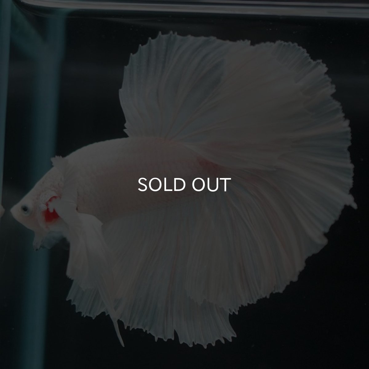 画像2: HMダンボ ホワイト (2)