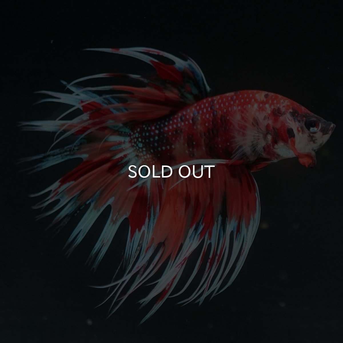 画像4: CT キャンディギャラクシー (4)