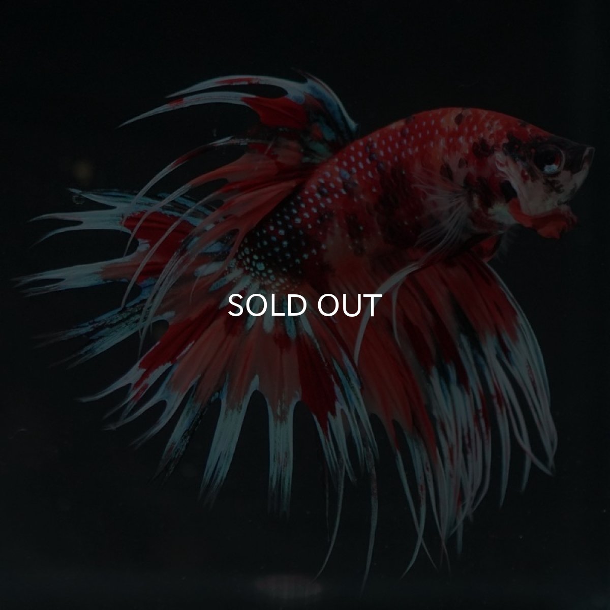 画像2: CT キャンディギャラクシー (2)