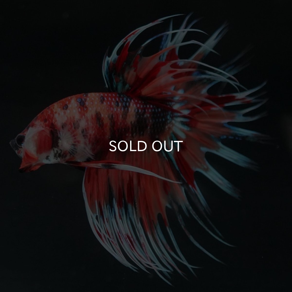 画像7: CT キャンディギャラクシー (7)