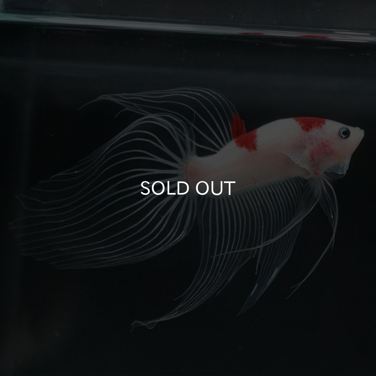 画像8: 【特価】VT 紅白 (8)