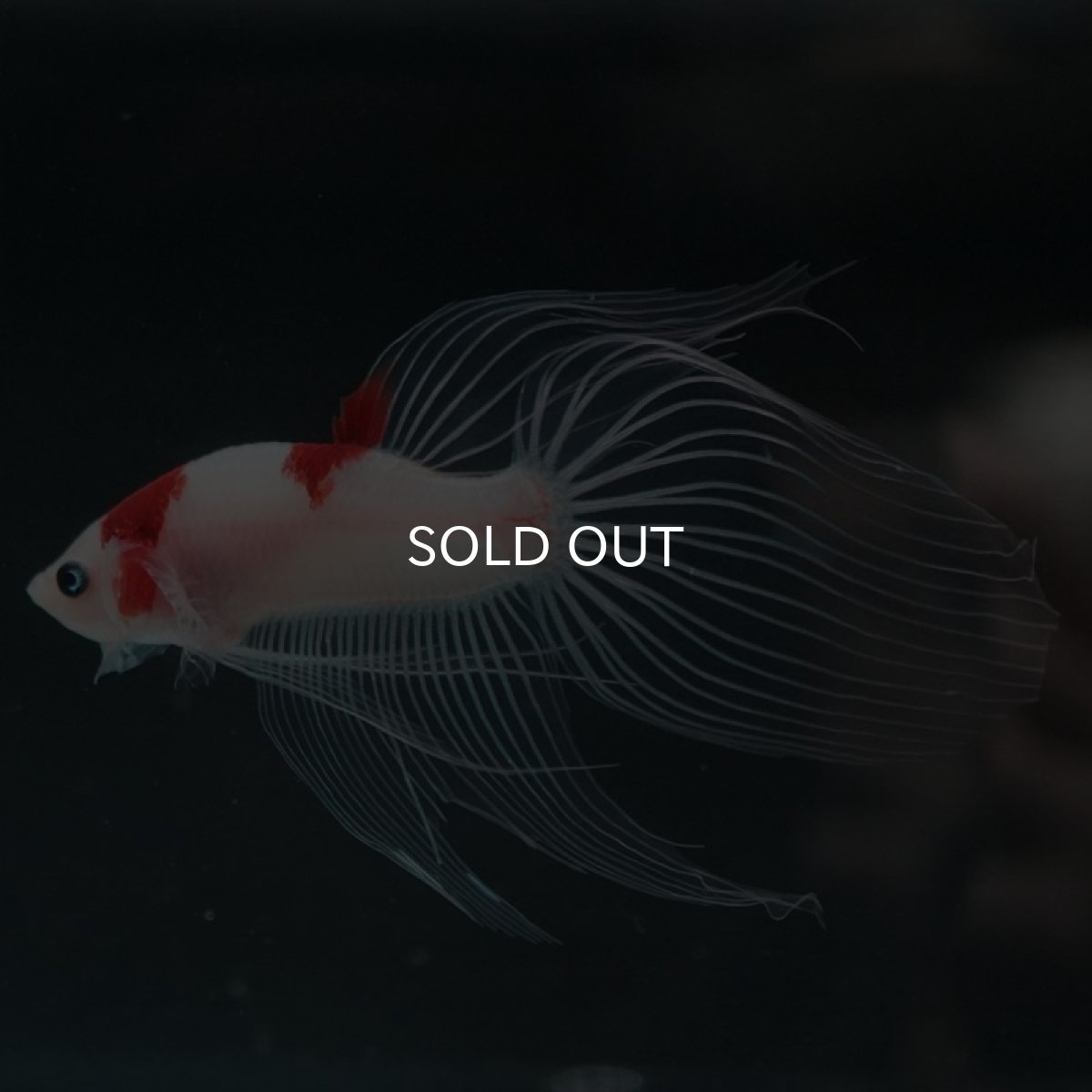 画像7: 【特価】VT 紅白 (7)