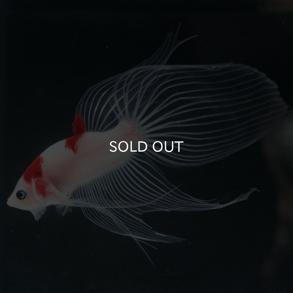 画像6: 【特価】VT 紅白 (6)