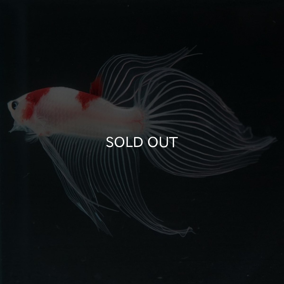 画像2: 【特価】VT 紅白 (2)