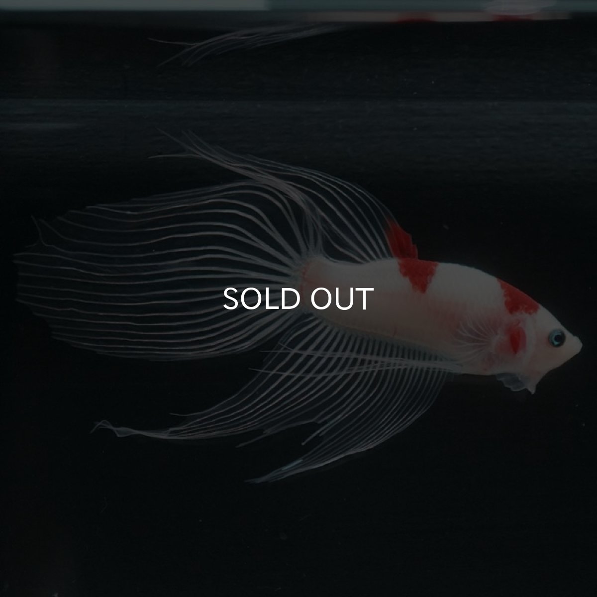 画像5: 【特価】VT 紅白 (5)