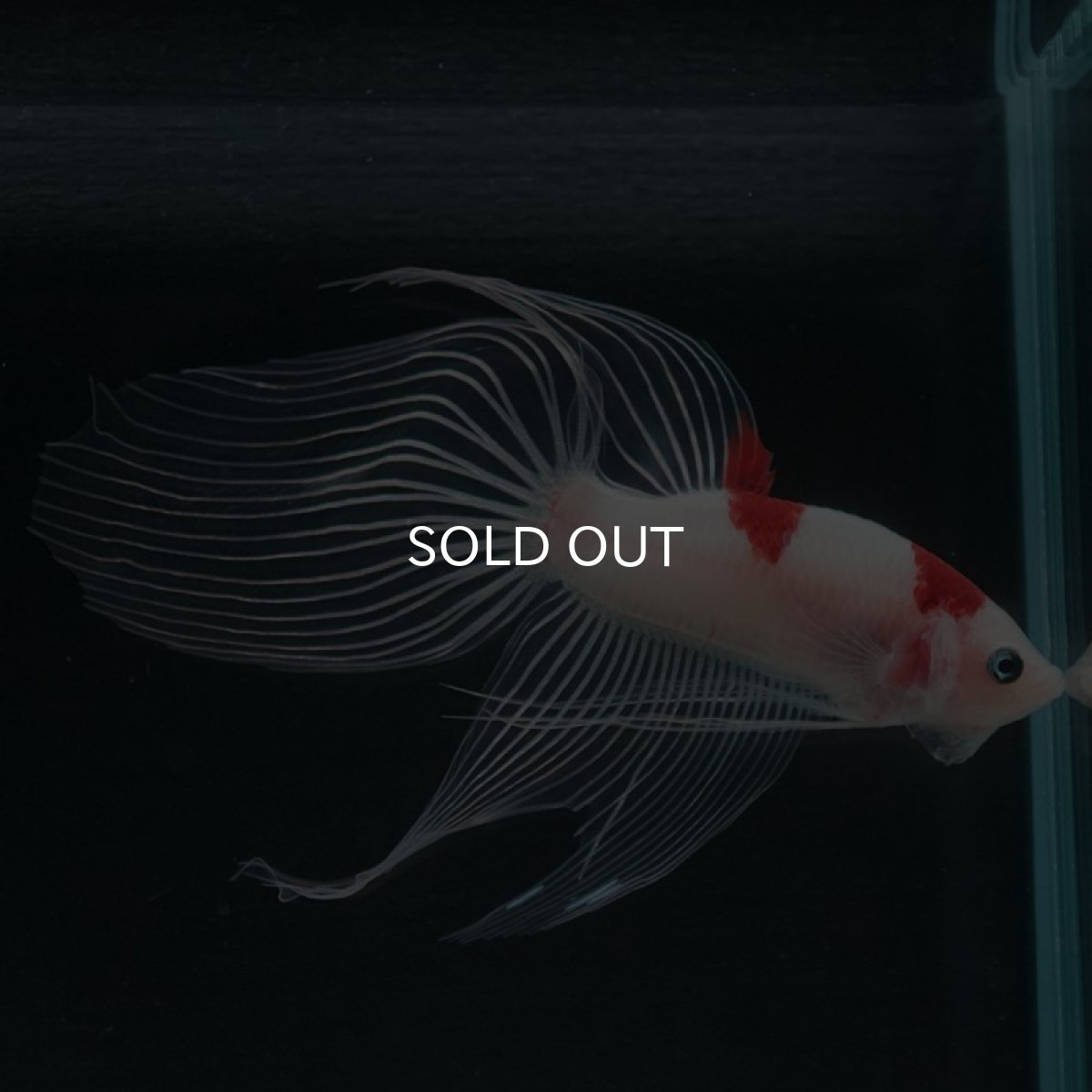 画像3: 【特価】VT 紅白 (3)