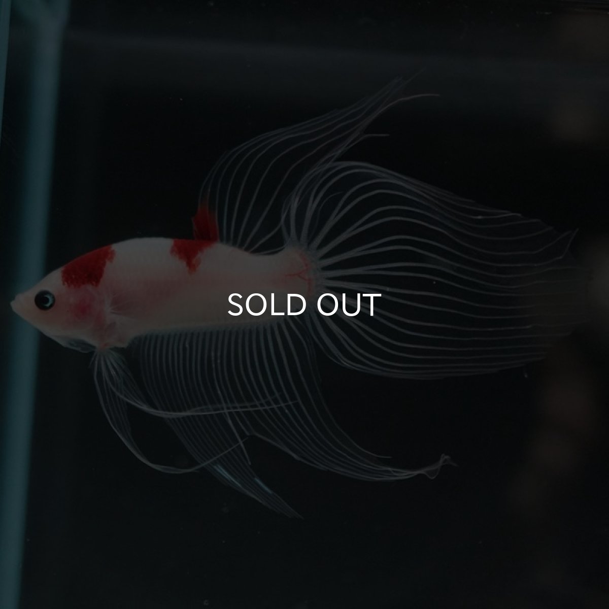 画像4: 【特価】VT 紅白 (4)