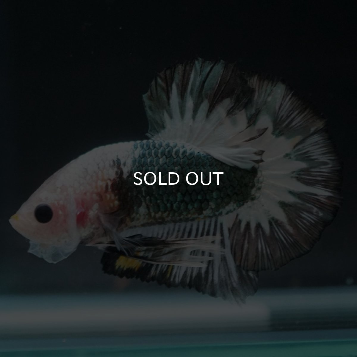 画像9: HMPK　ファンシーカッパー (9)