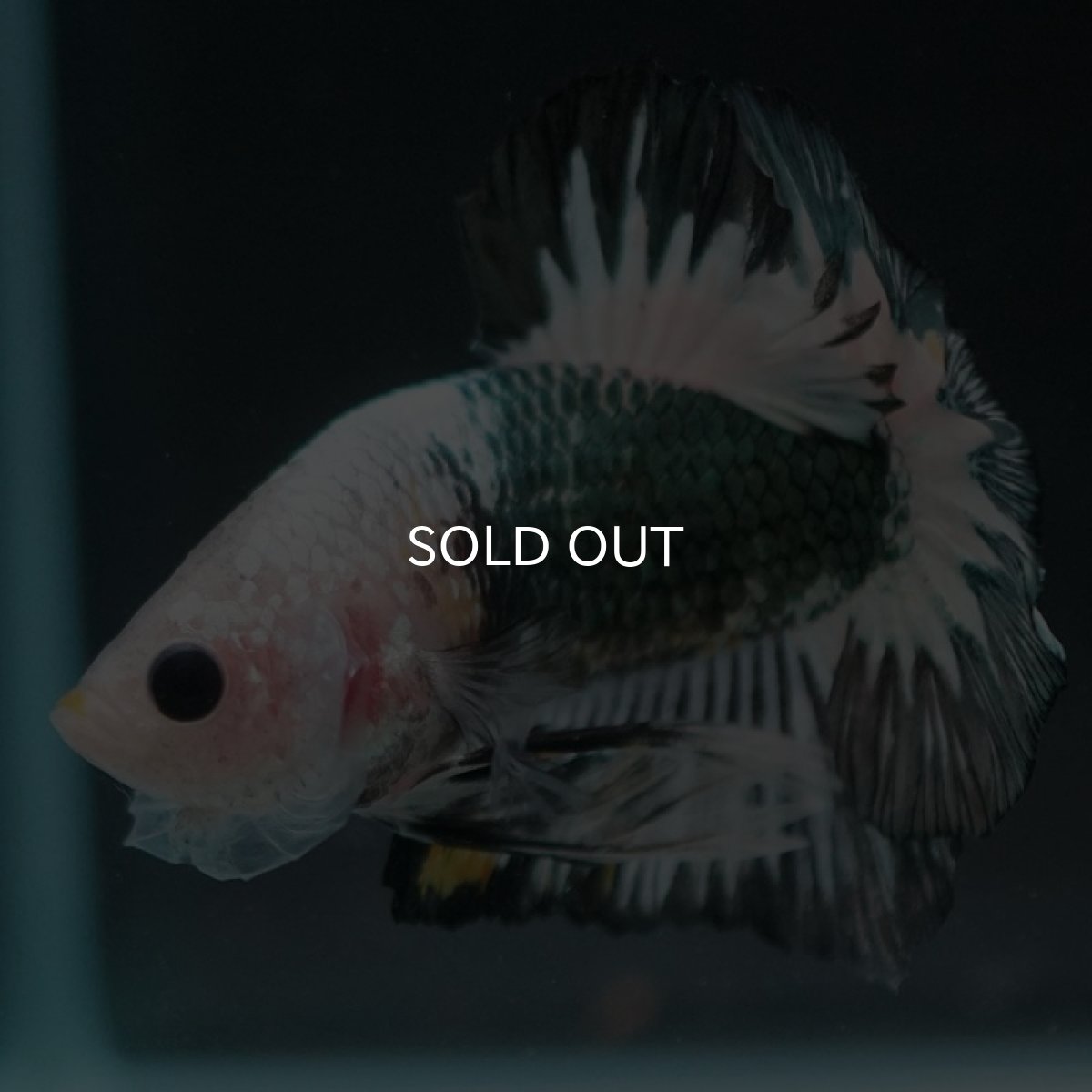 画像8: HMPK　ファンシーカッパー (8)