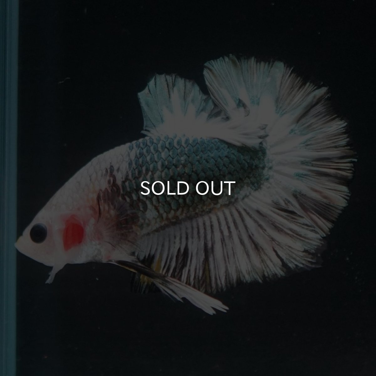 画像6: HMPK　ファンシーカッパー (6)