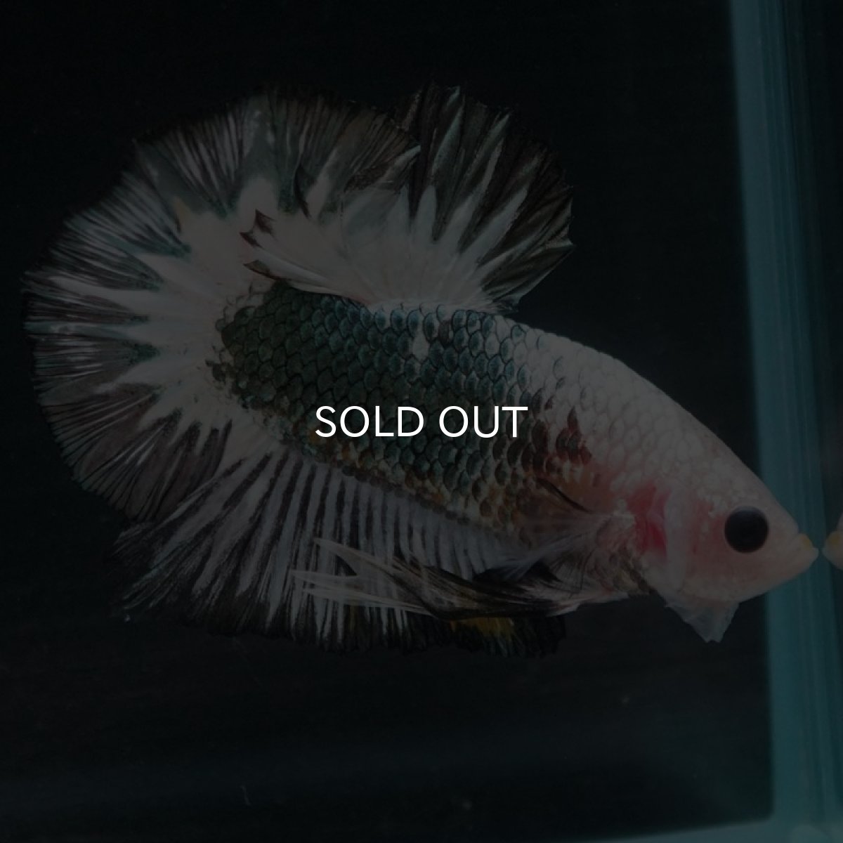 画像5: HMPK　ファンシーカッパー (5)