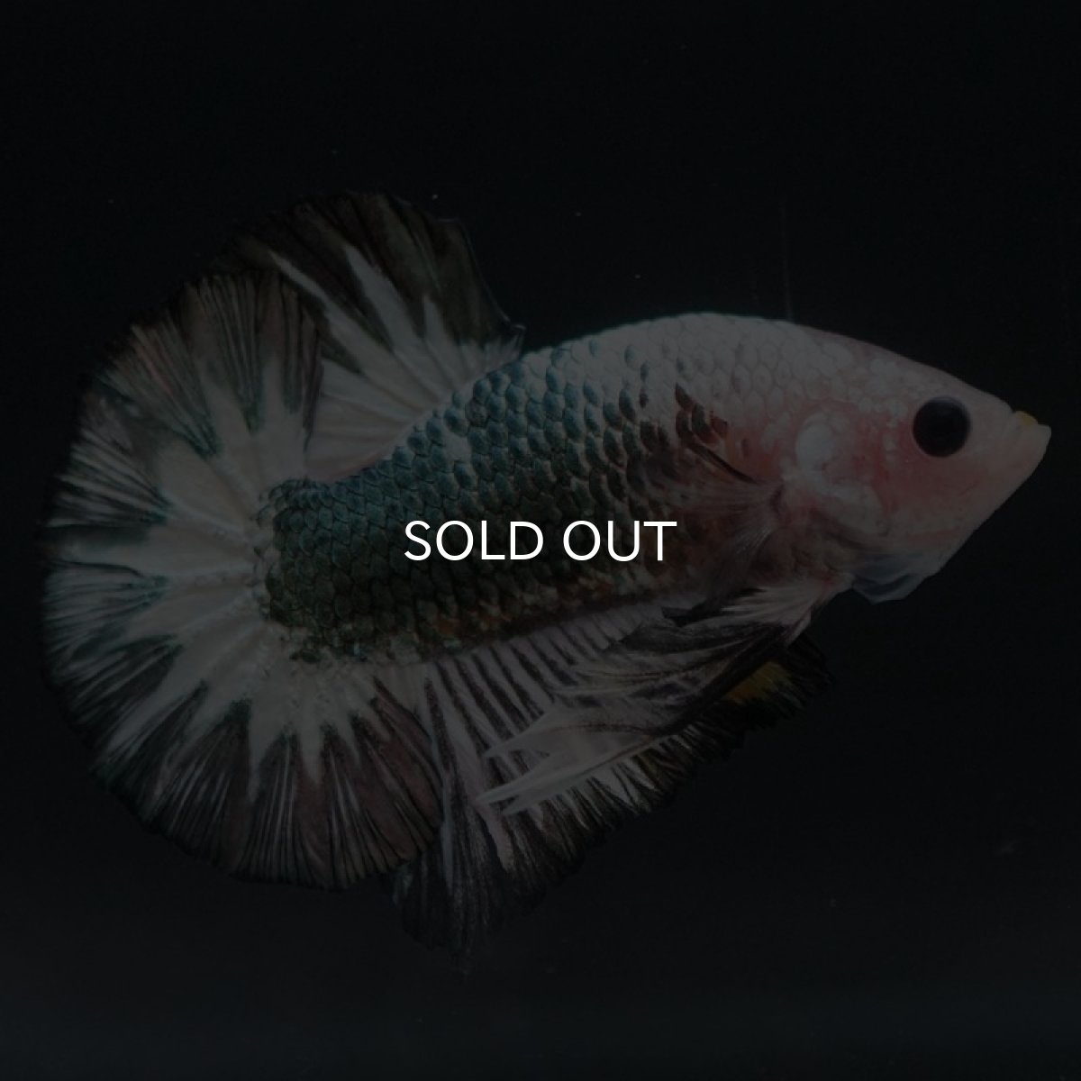 画像3: HMPK　ファンシーカッパー (3)