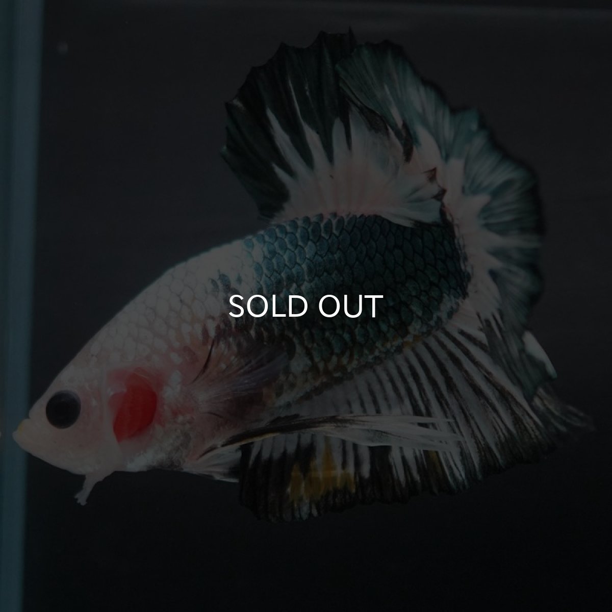 画像4: HMPK　ファンシーカッパー (4)