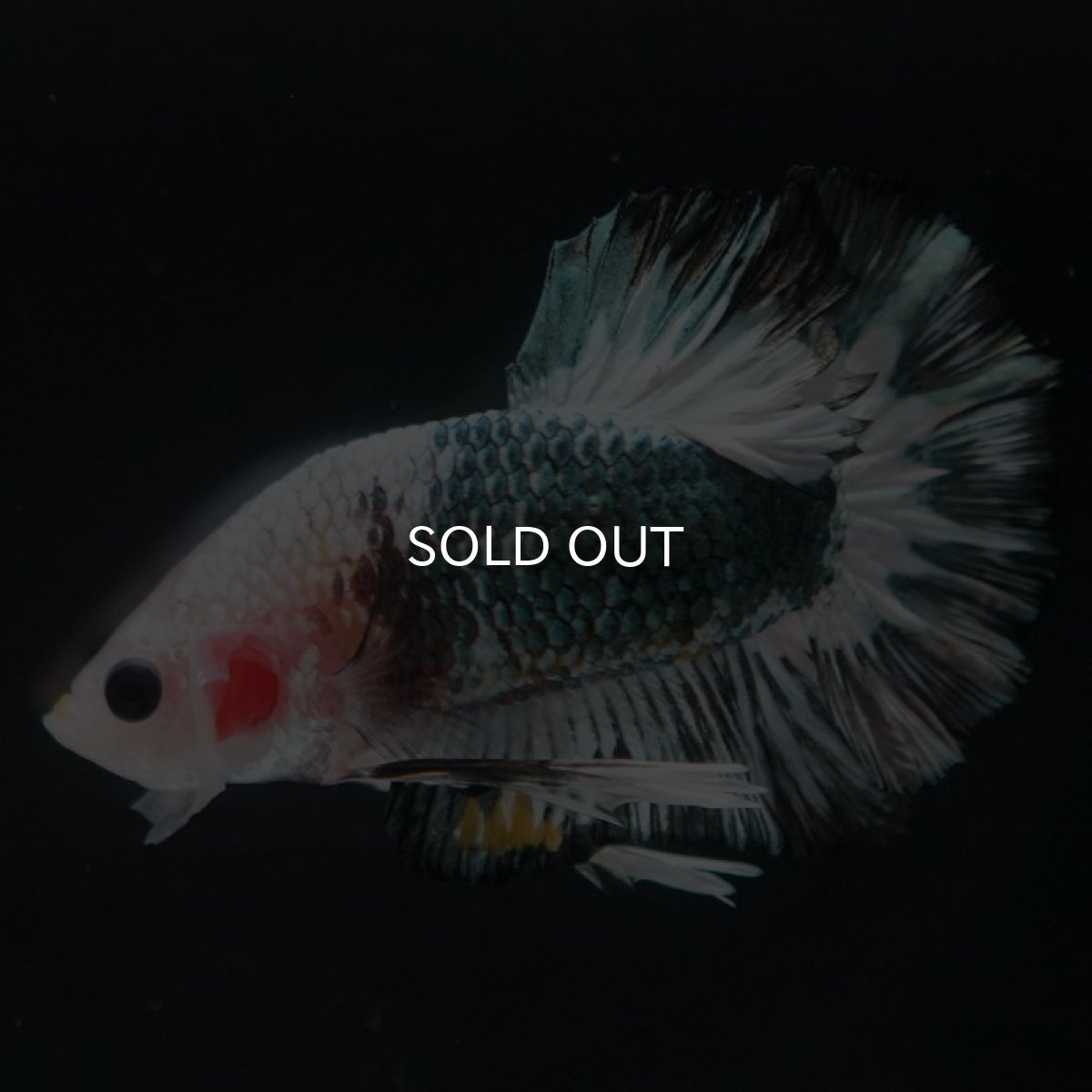 画像2: HMPK　ファンシーカッパー (2)