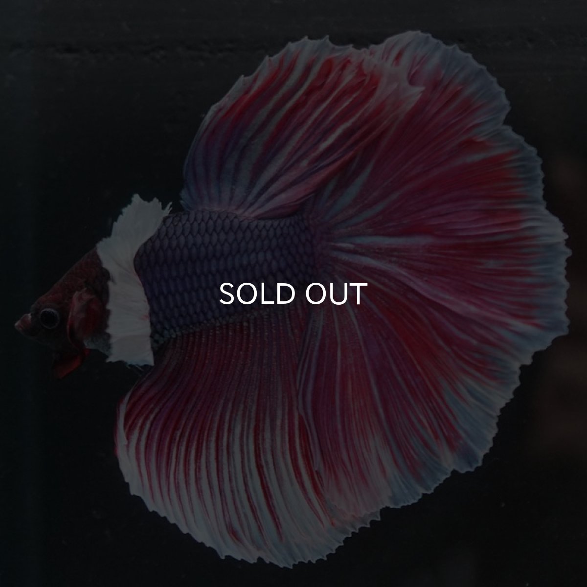 画像7: HMダンボ　ファンシーレッド (7)