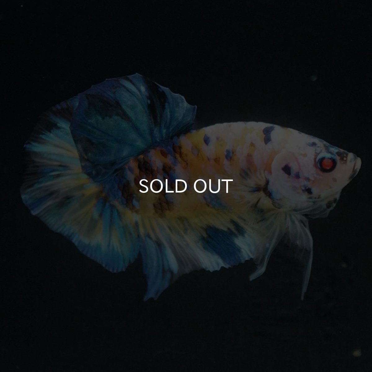 画像3: HMPK　イエロータイガーギャラクシー (3)