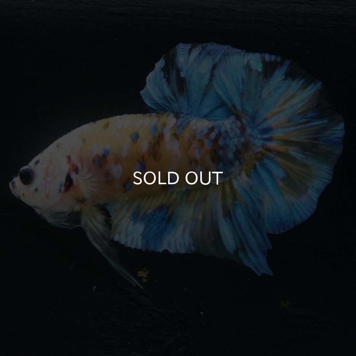 画像10: HMPK　イエロータイガーギャラクシー (10)