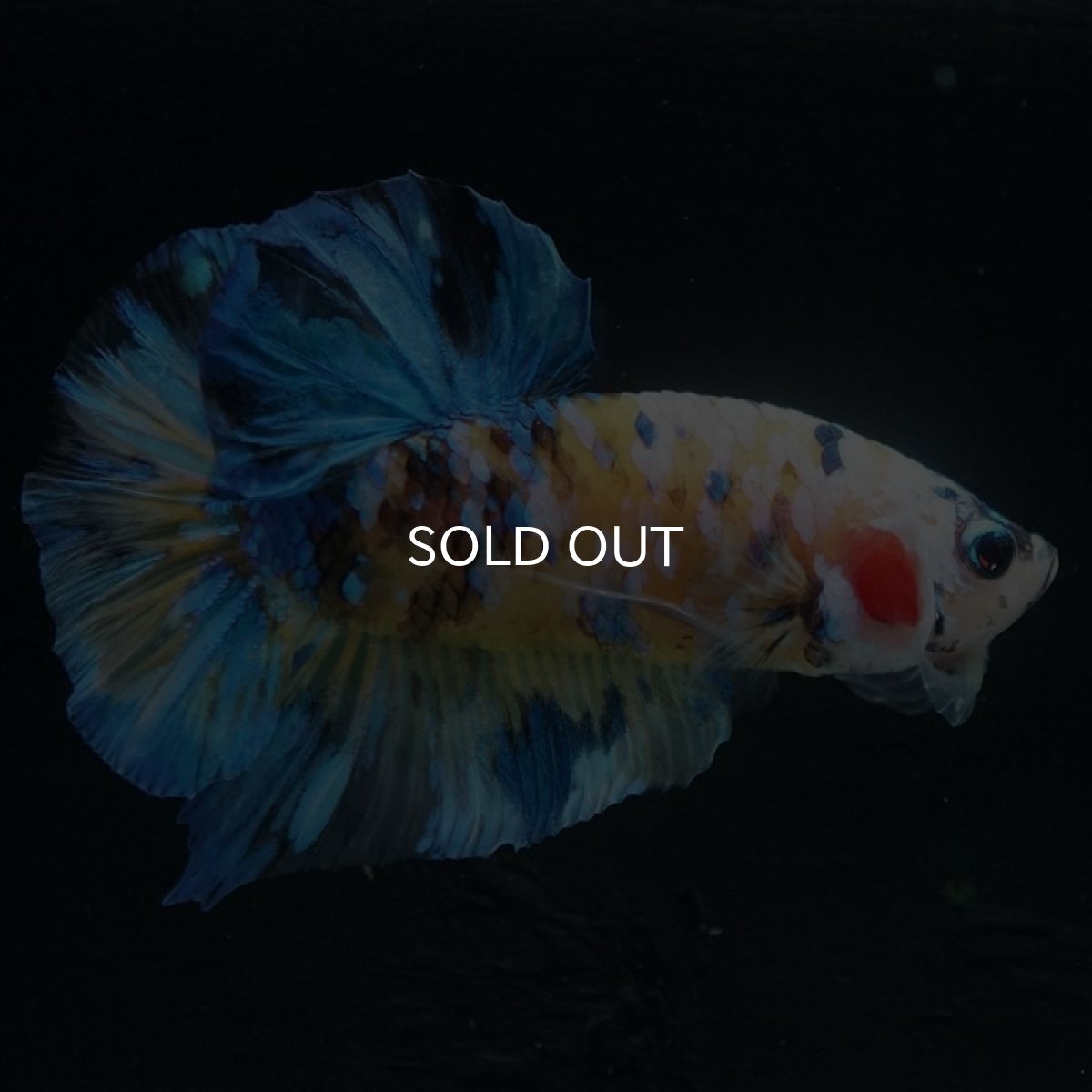 画像9: HMPK　イエロータイガーギャラクシー (9)