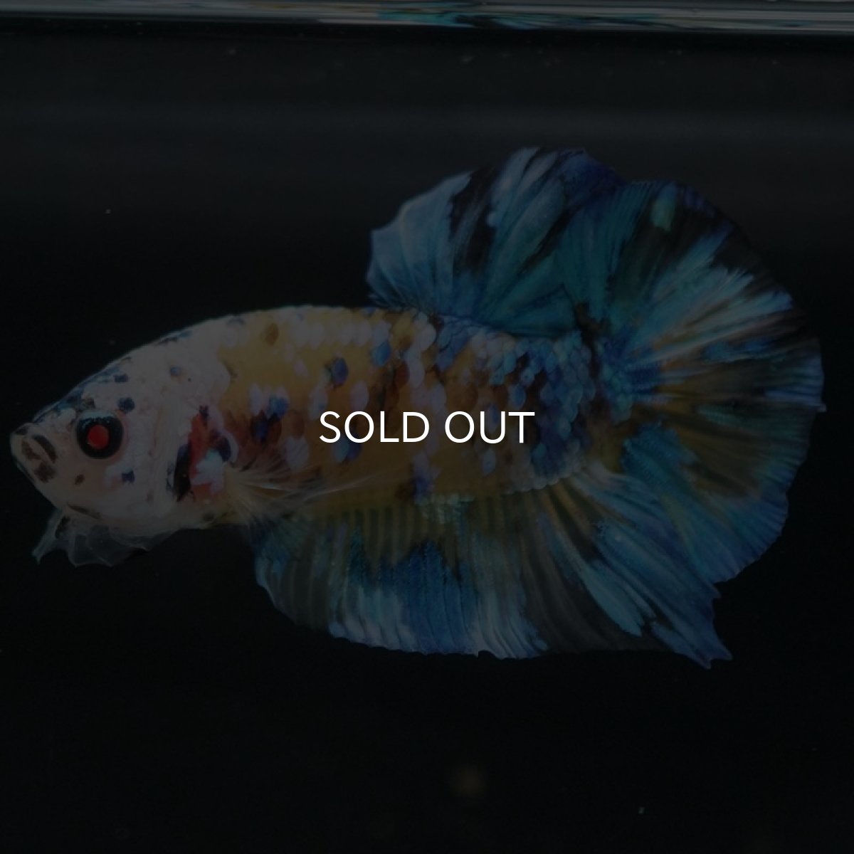 画像7: HMPK　イエロータイガーギャラクシー (7)