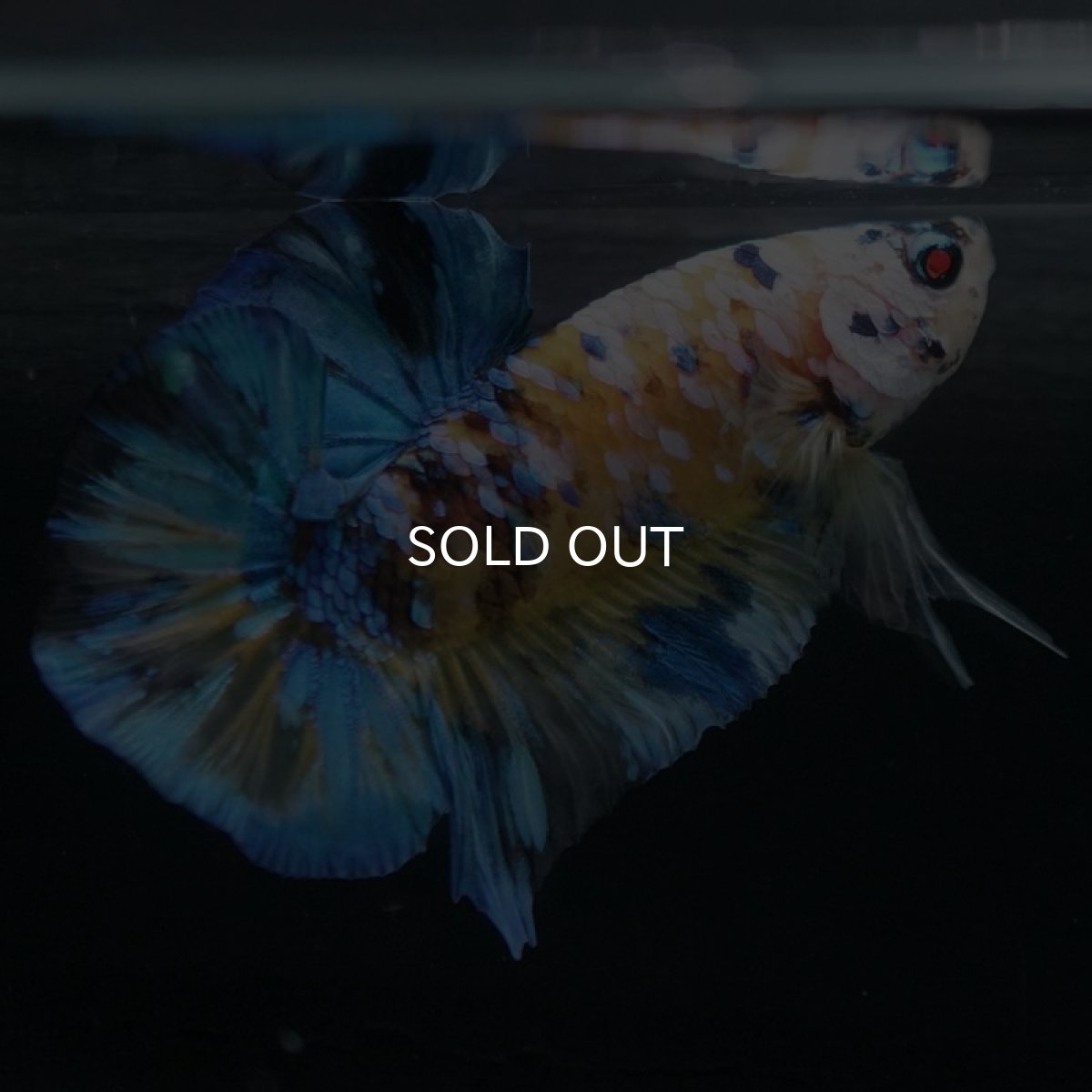 画像6: HMPK　イエロータイガーギャラクシー (6)