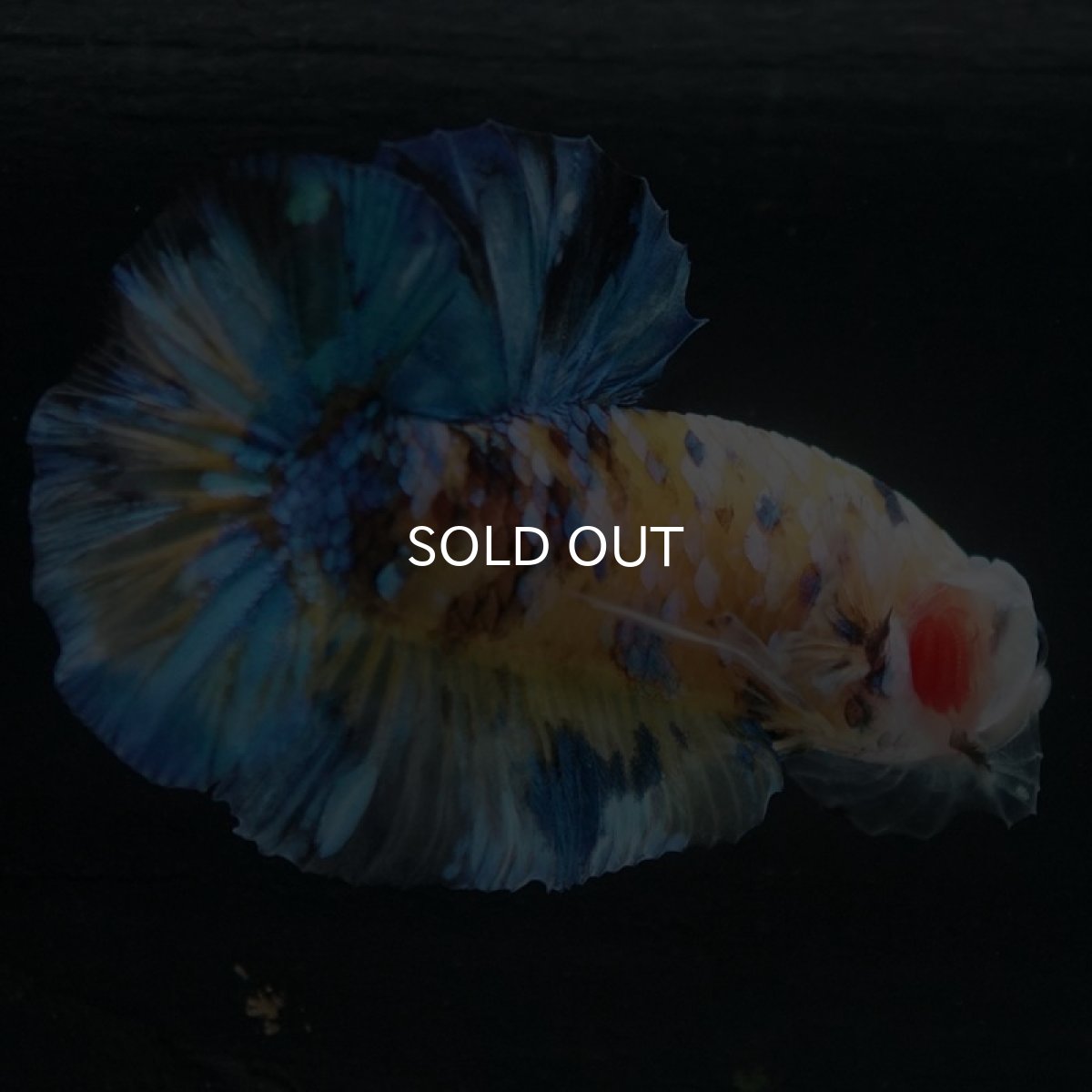 画像5: HMPK　イエロータイガーギャラクシー (5)