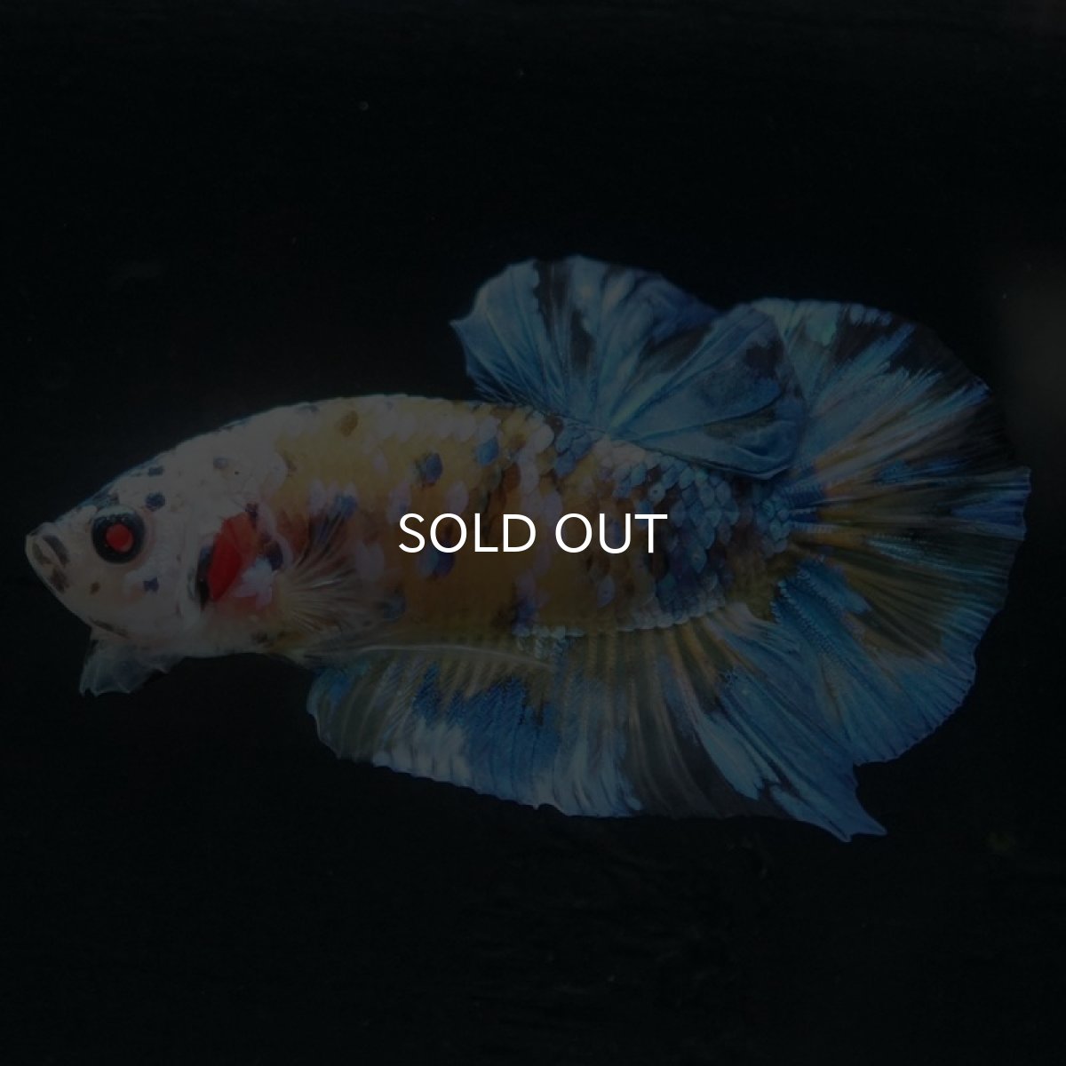 画像2: HMPK　イエロータイガーギャラクシー (2)