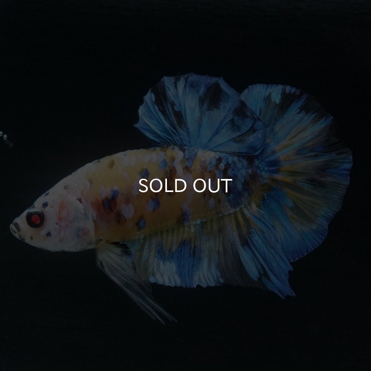 画像4: HMPK　イエロータイガーギャラクシー (4)