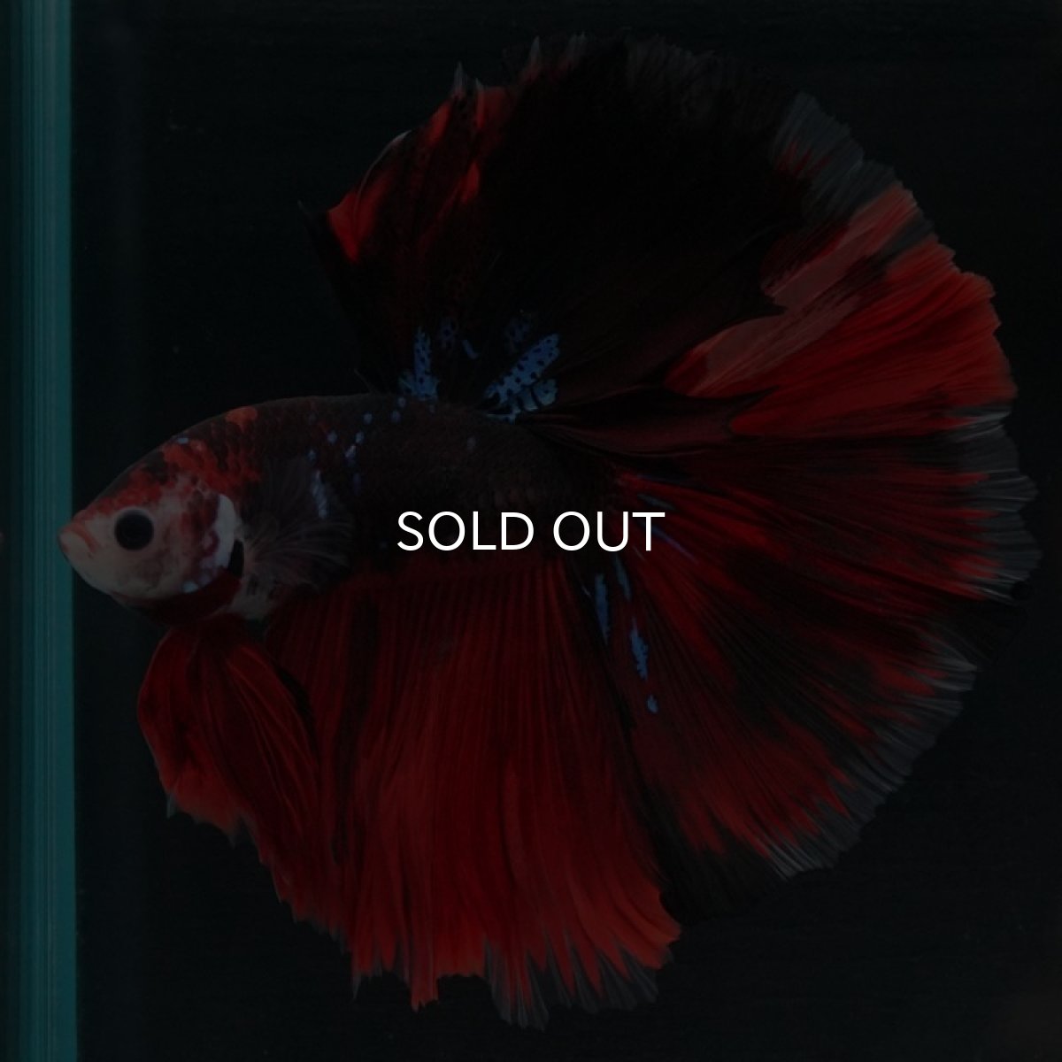 画像2: HM　鯉 (2)