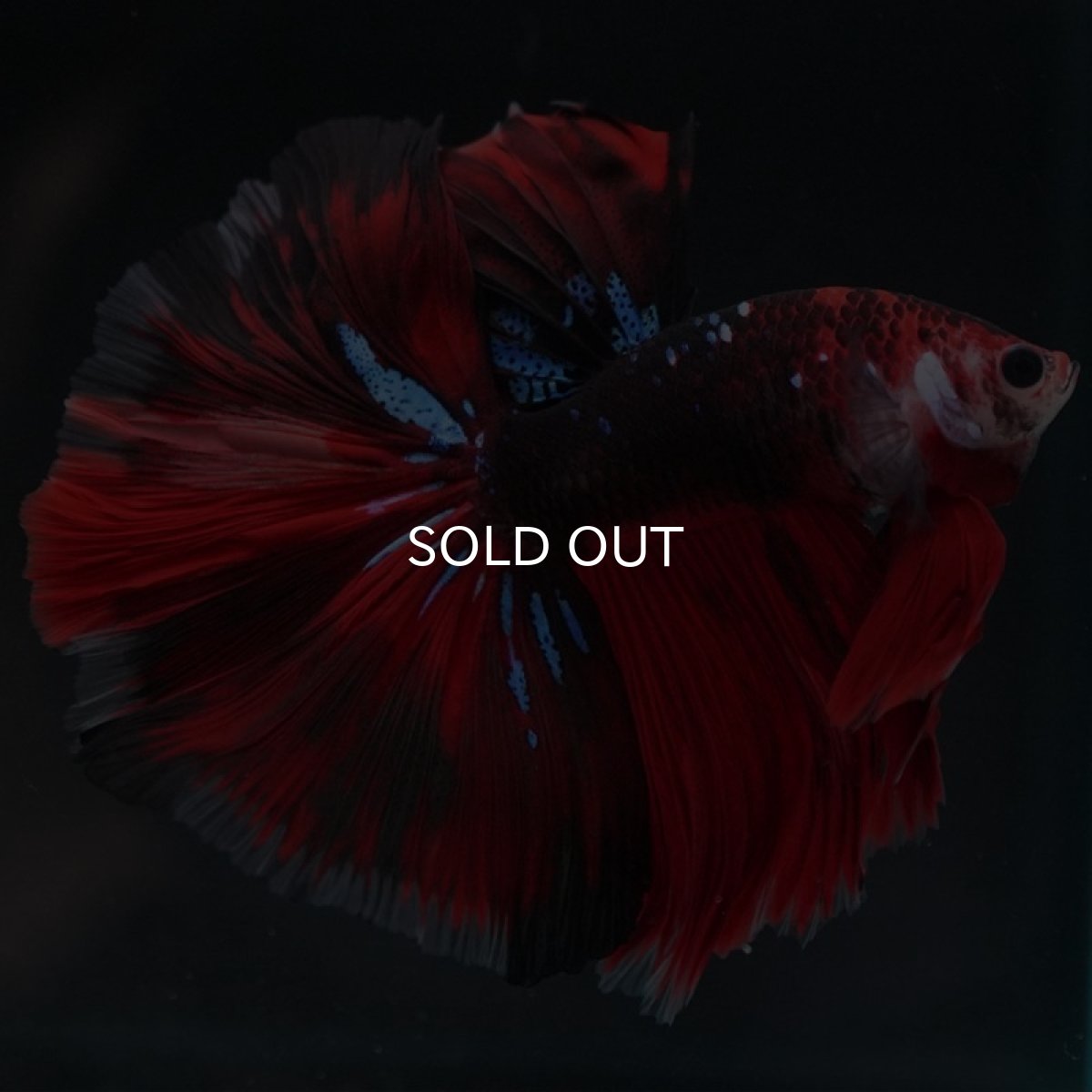 画像3: HM　鯉 (3)