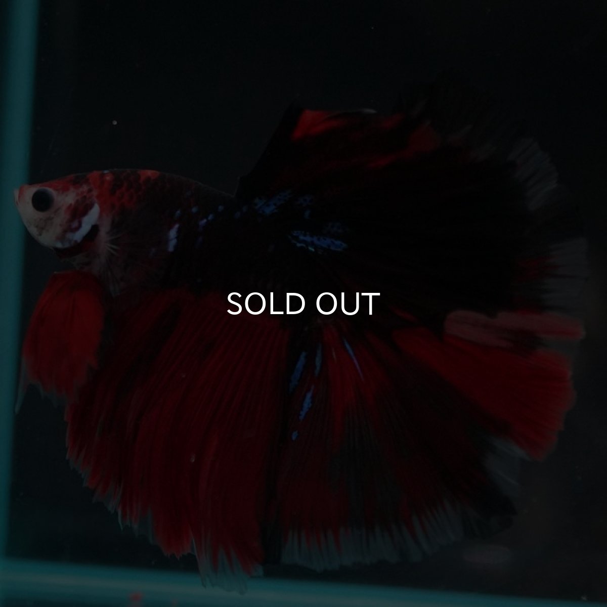 画像5: HM　鯉 (5)