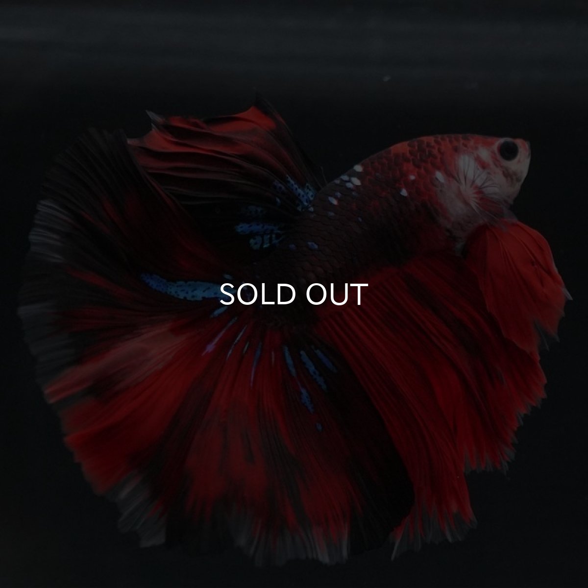 画像4: HM　鯉 (4)