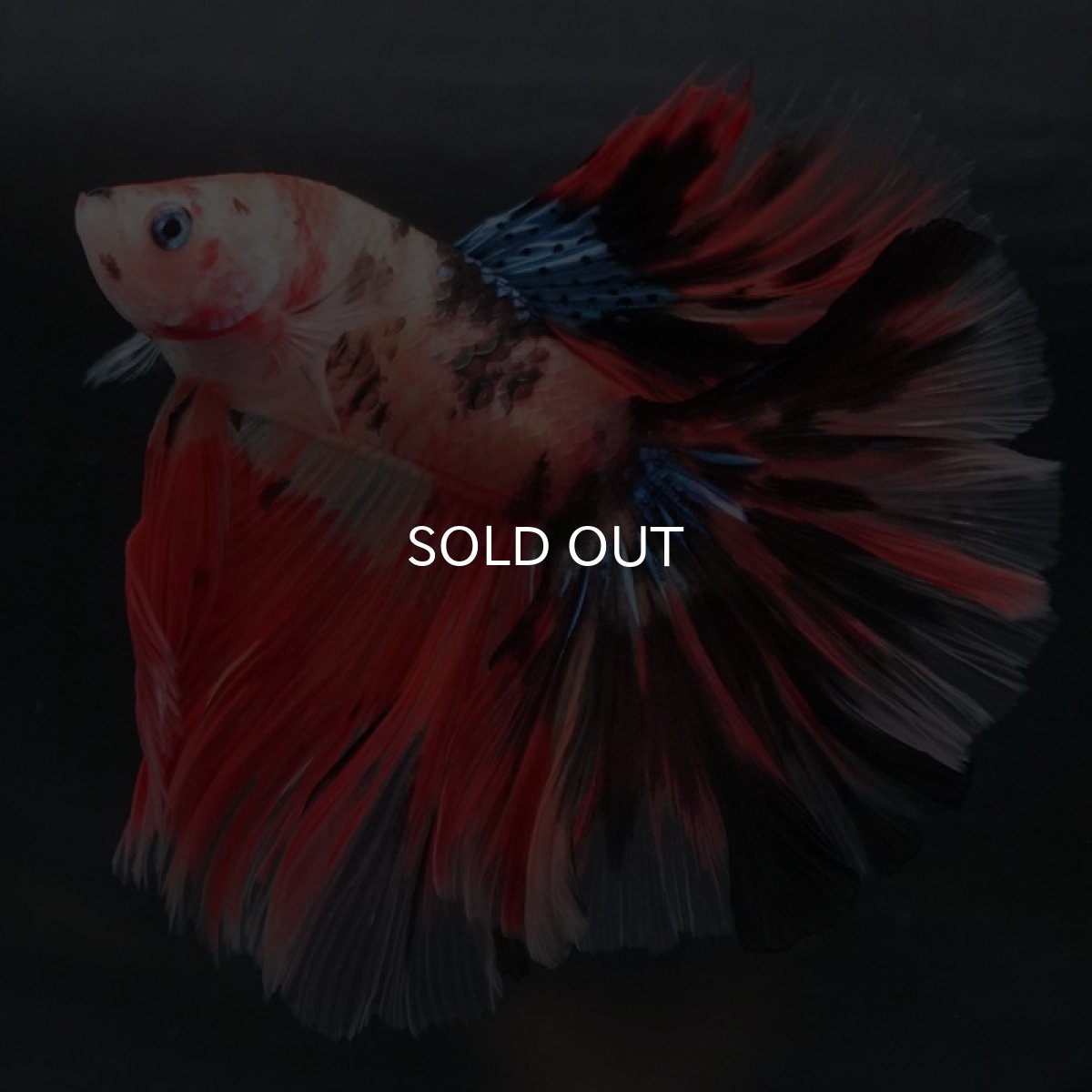 画像2: HM キャンディ (2)