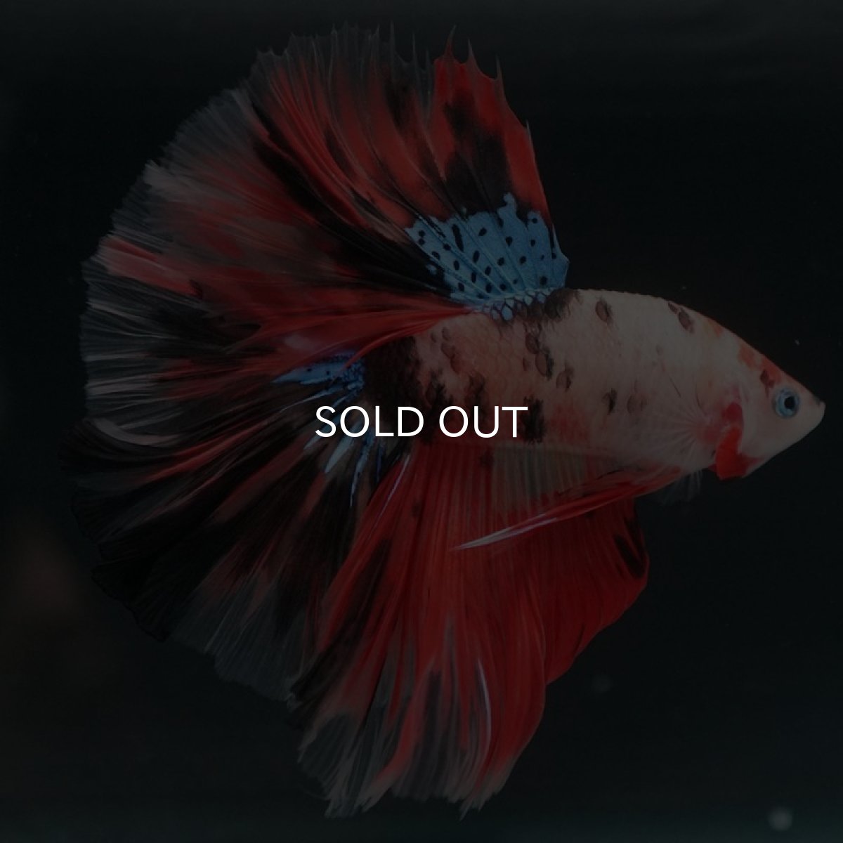 画像8: HM キャンディ (8)