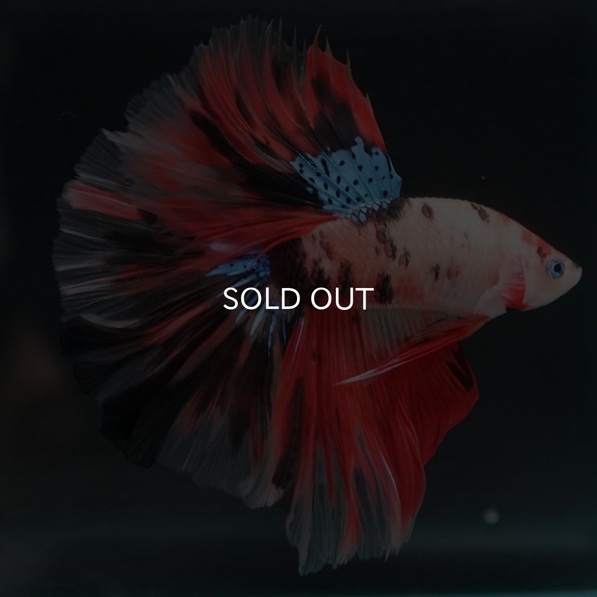 画像6: HM キャンディ (6)