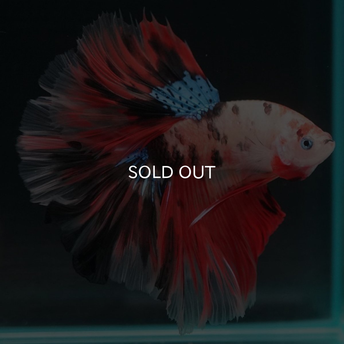 画像4: HM キャンディ (4)