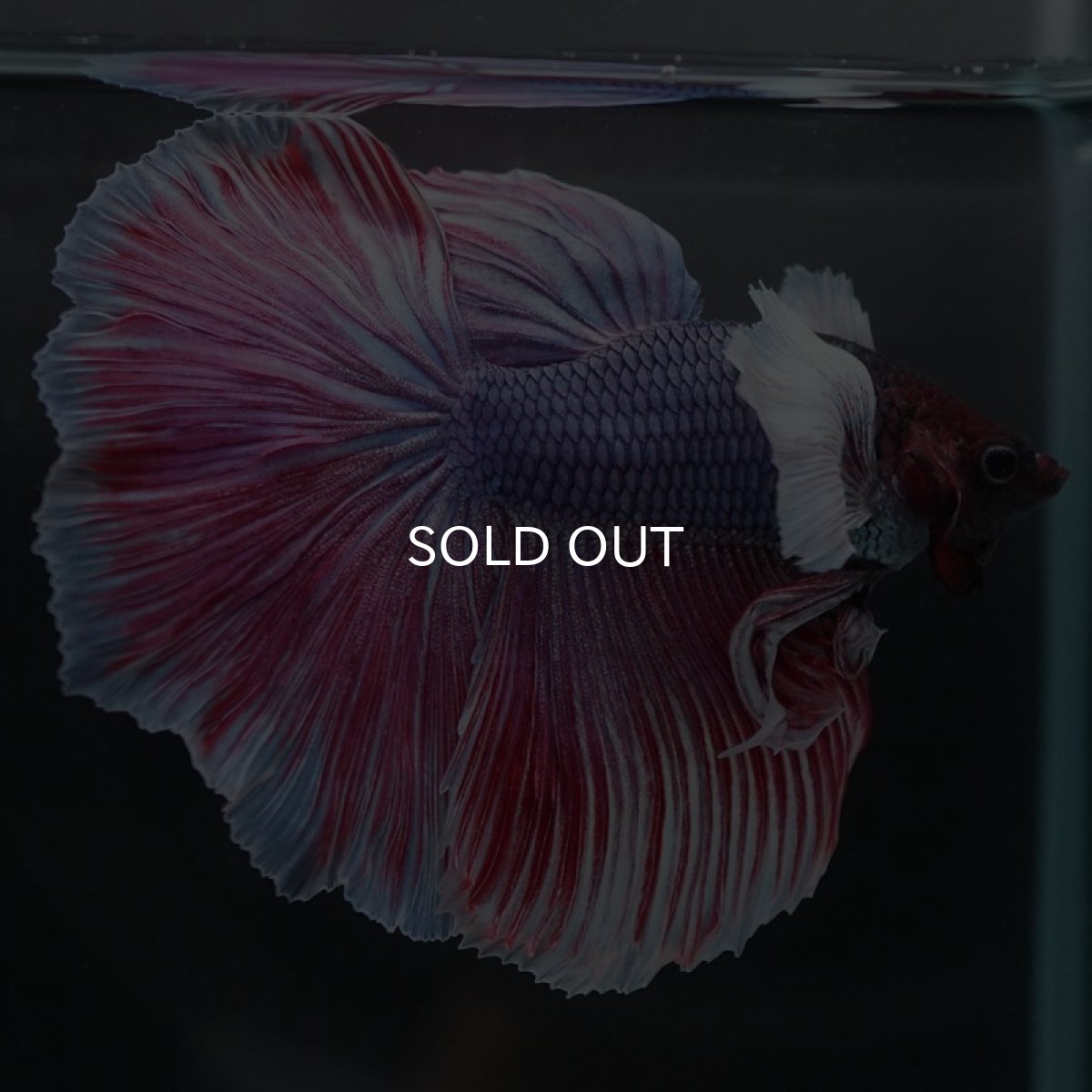 画像6: HMダンボ　ファンシーレッド (6)