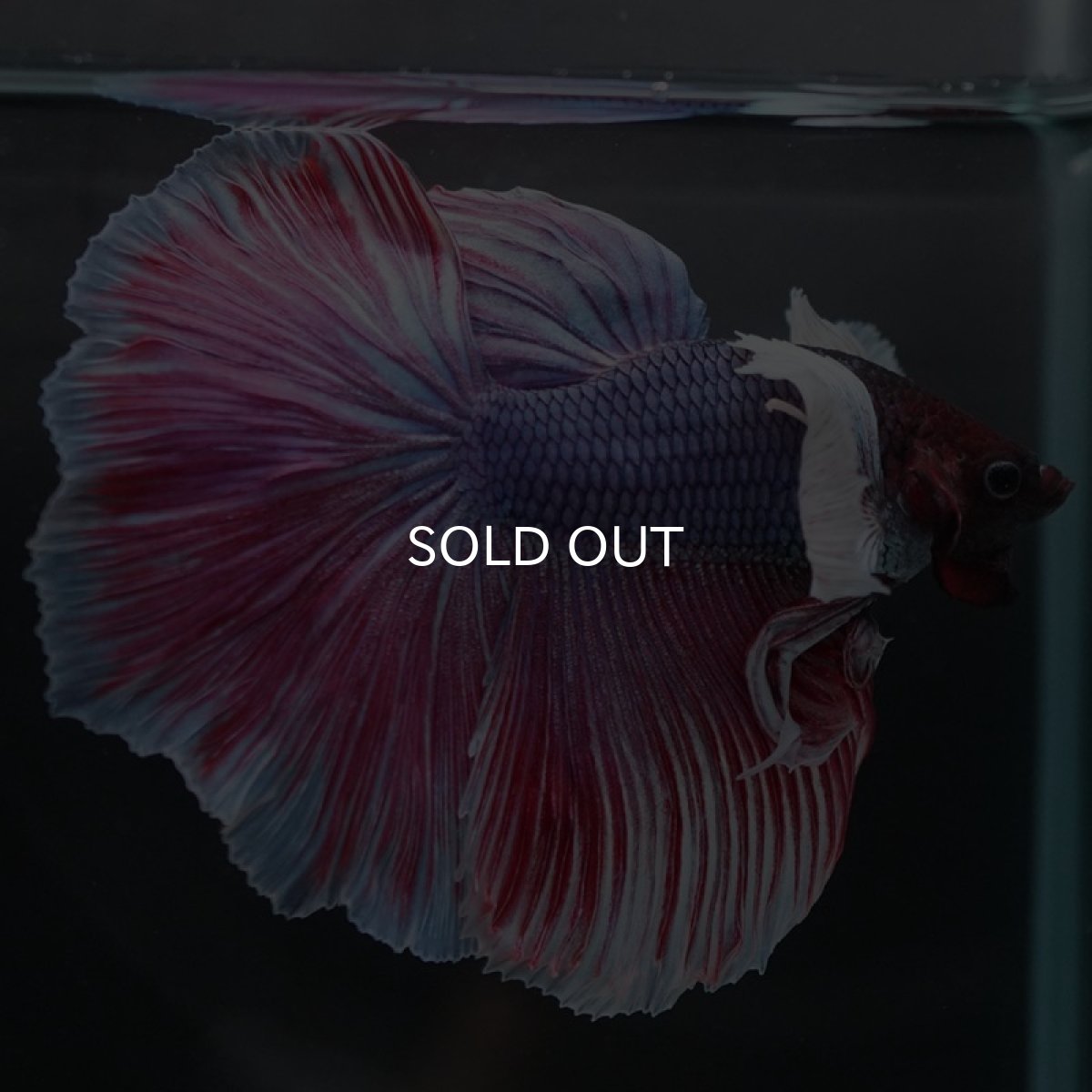 画像8: HMダンボ　ファンシーレッド (8)