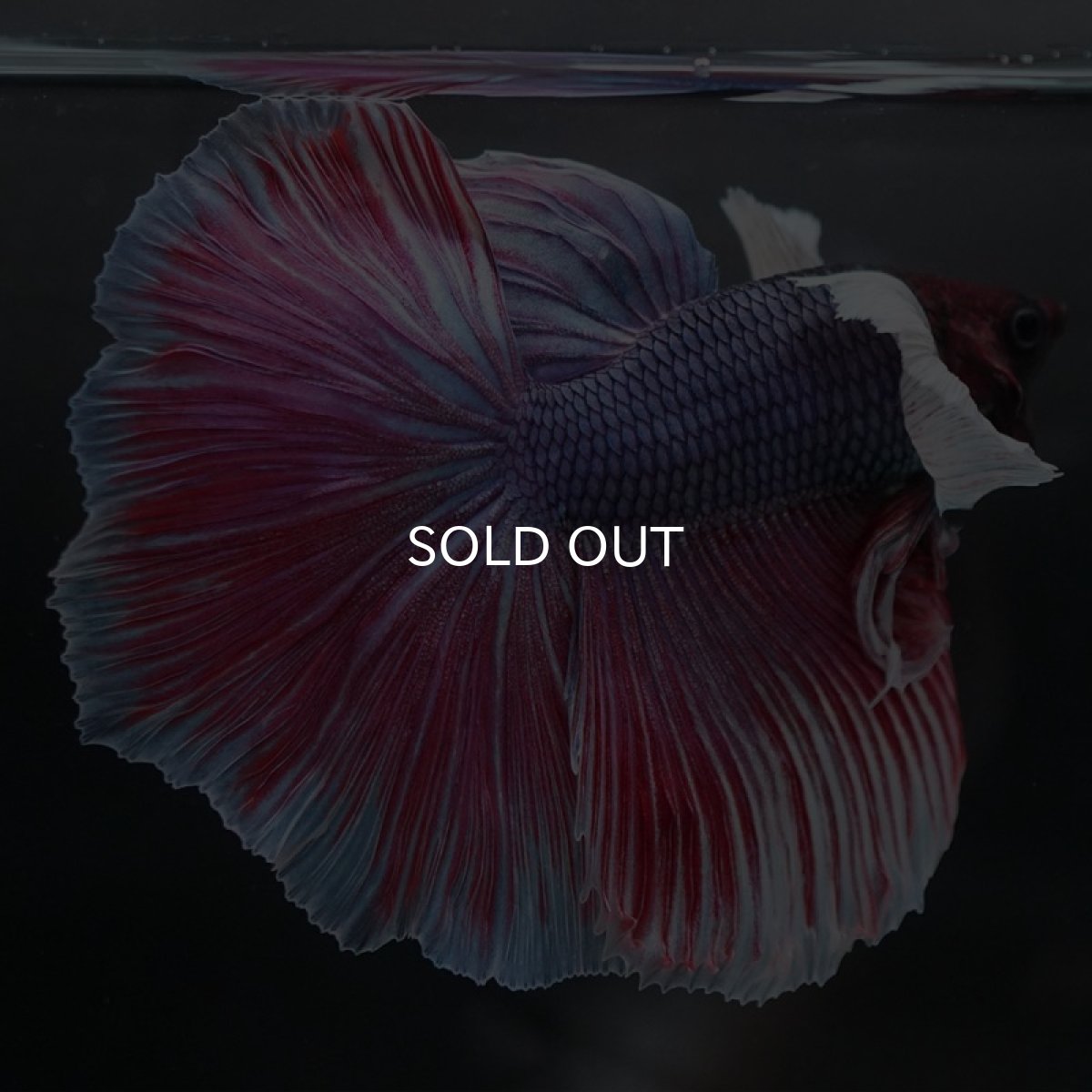 画像3: HMダンボ　ファンシーレッド (3)