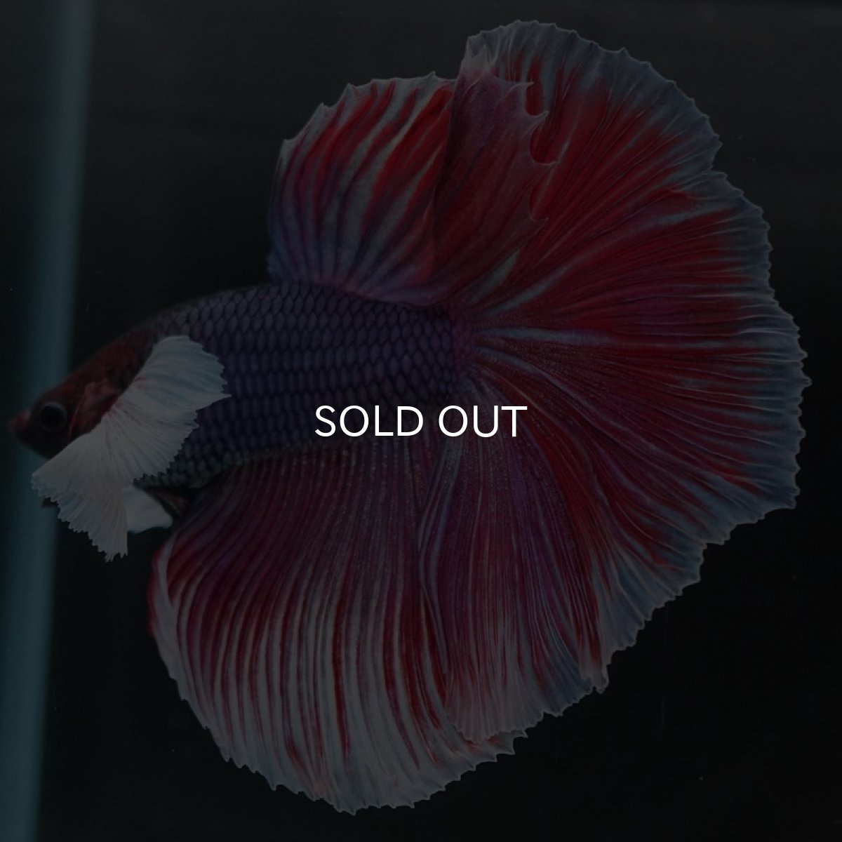 画像5: HMダンボ　ファンシーレッド (5)