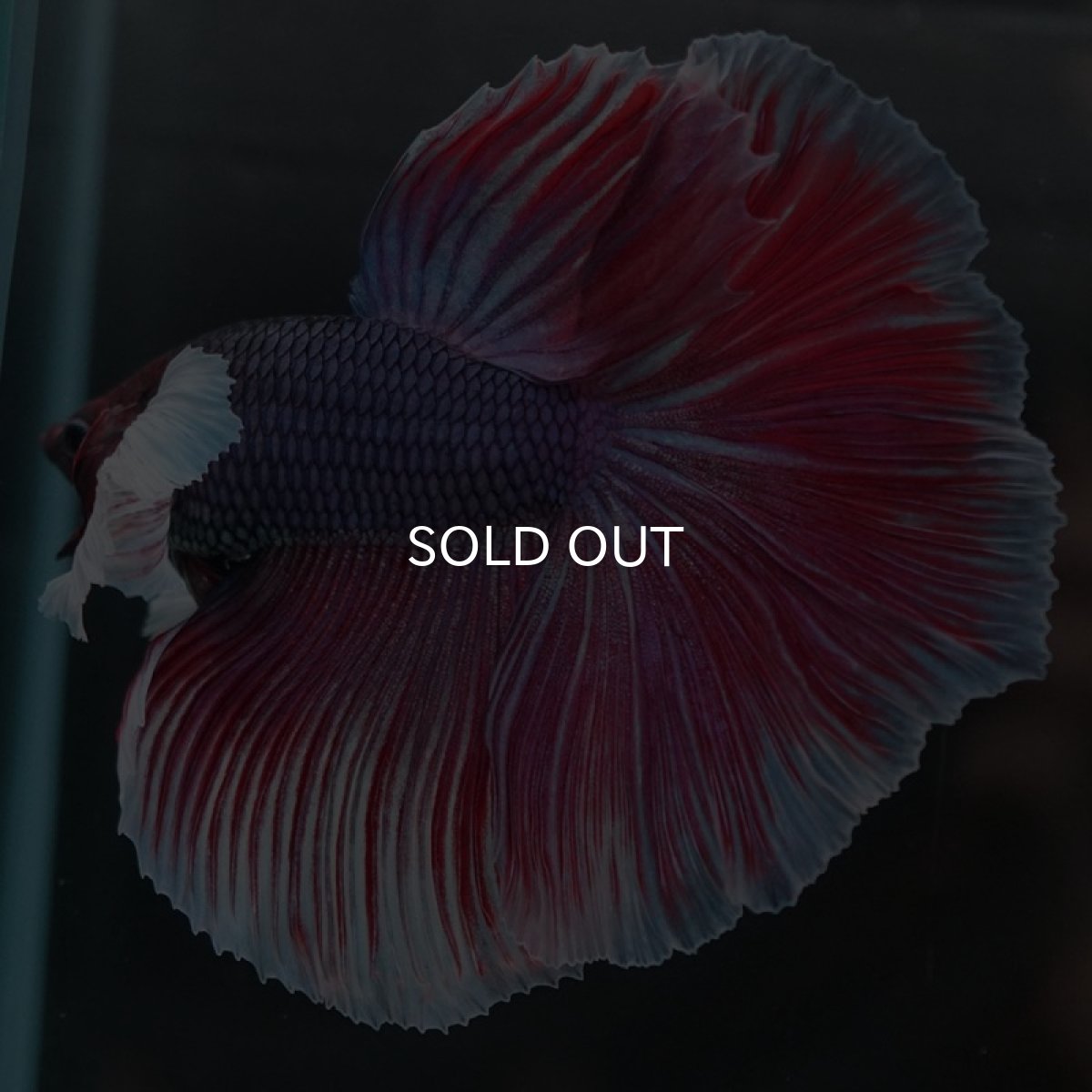 画像2: HMダンボ　ファンシーレッド (2)