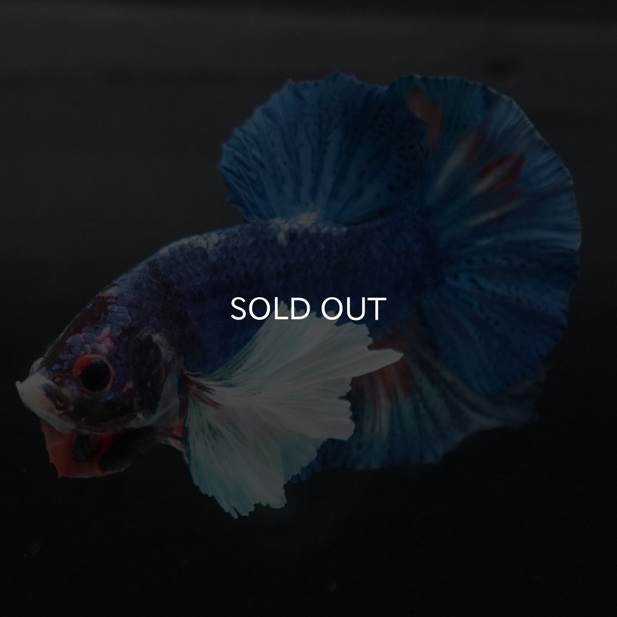 画像3: HMPKダンボ　ファンシー (3)